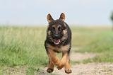 BERGER ALLEMAND 759